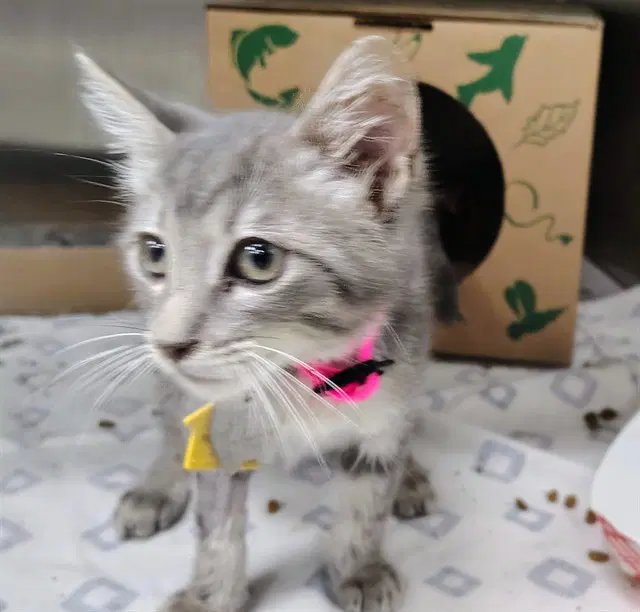 Denmark - Domestic Short Hair