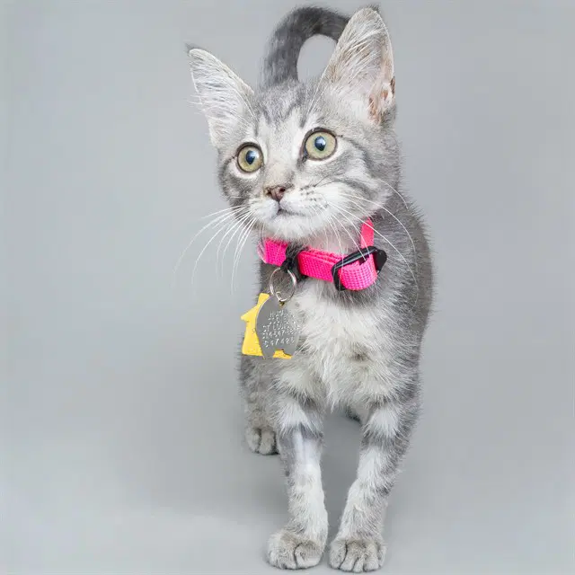 Denmark - Domestic Short Hair