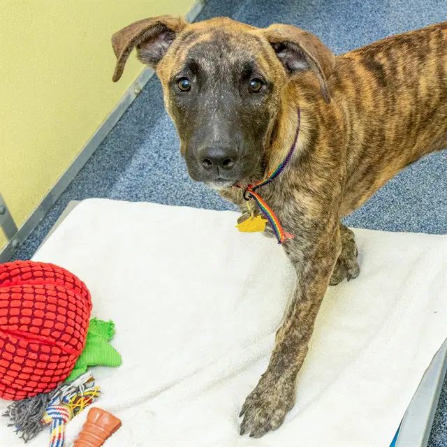 Kay - Plott Hound