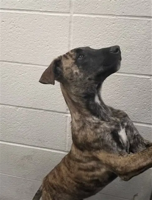 Pepper - Plott Hound