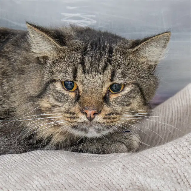 Prince - Domestic Short Hair