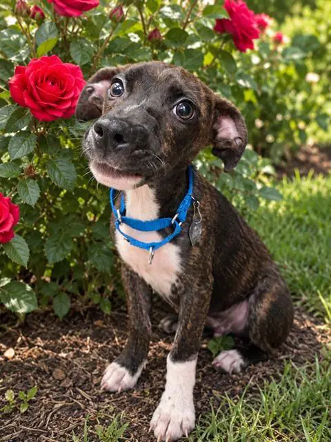 Gonzo - Plott Hound