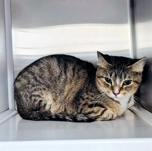 Greenland - Domestic Short Hair