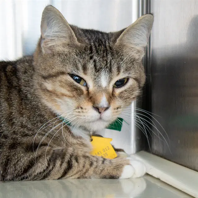 Greenland - Domestic Short Hair