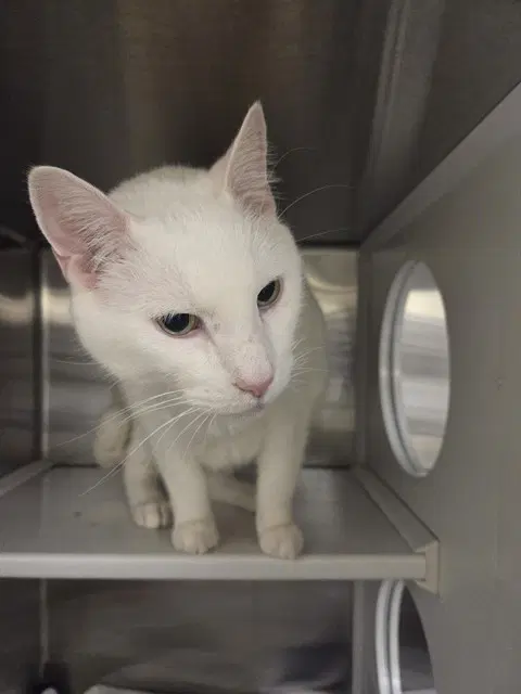 Wallace - Domestic Short Hair