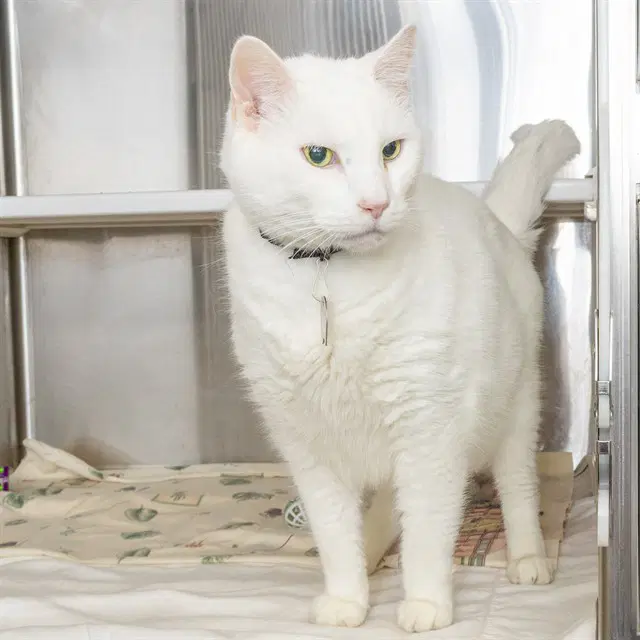 Wallace - Domestic Short Hair