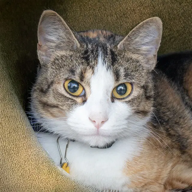 Twix - Domestic Short Hair
