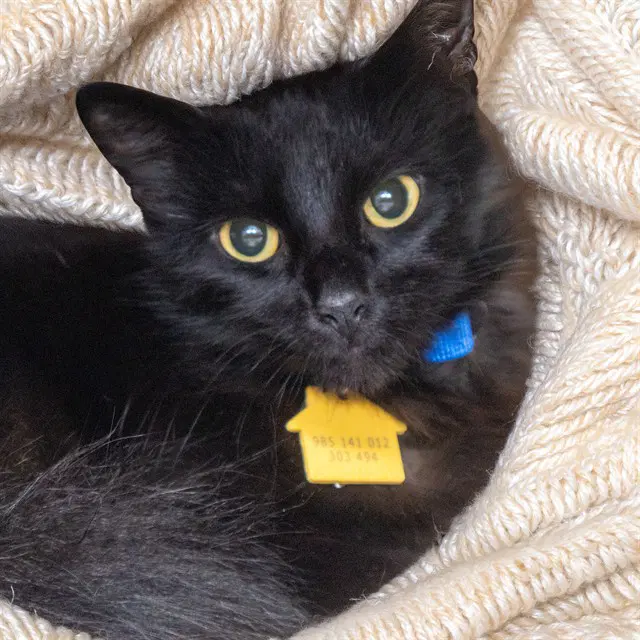 Rosie - Domestic Medium Hair