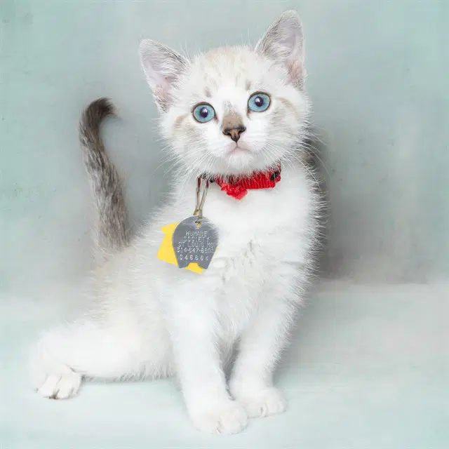 Apple Dumplin - Domestic Short Hair