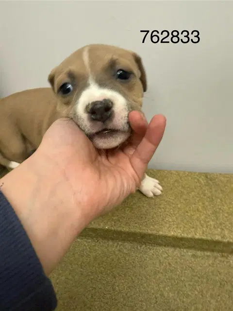 Vinegar - Beagle