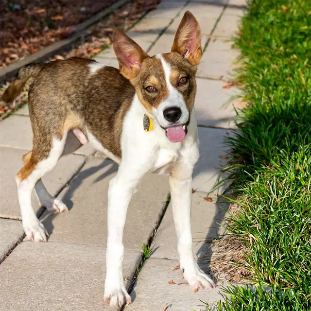 Buzz - Australian Cattle Dog/Blue Heeler