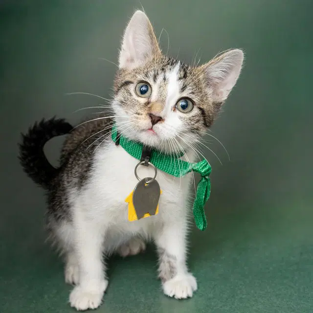 Zeus - Domestic Short Hair