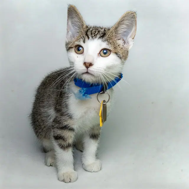 Poseidon - Domestic Short Hair