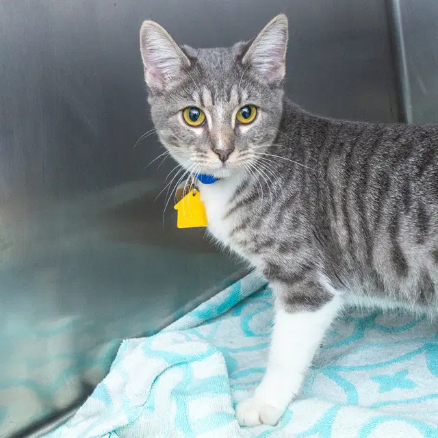 Mia - Domestic Short Hair
