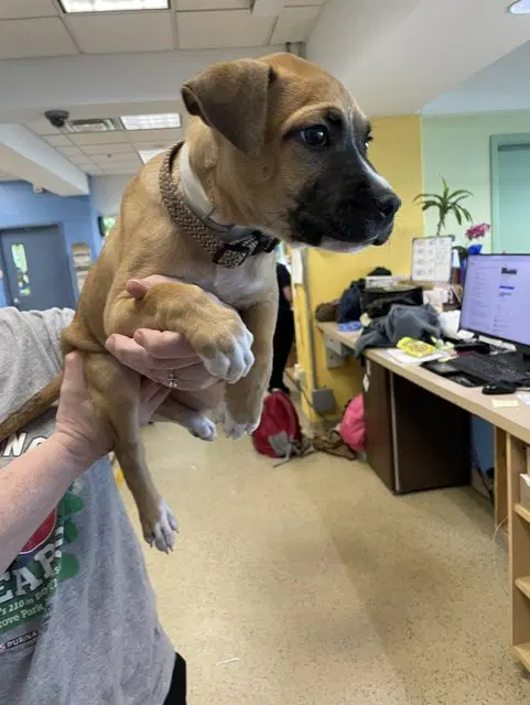 Magic Mirror - Black Mouth Cur