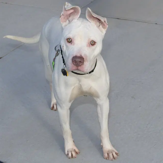 Katara - Pit Bull Terrier