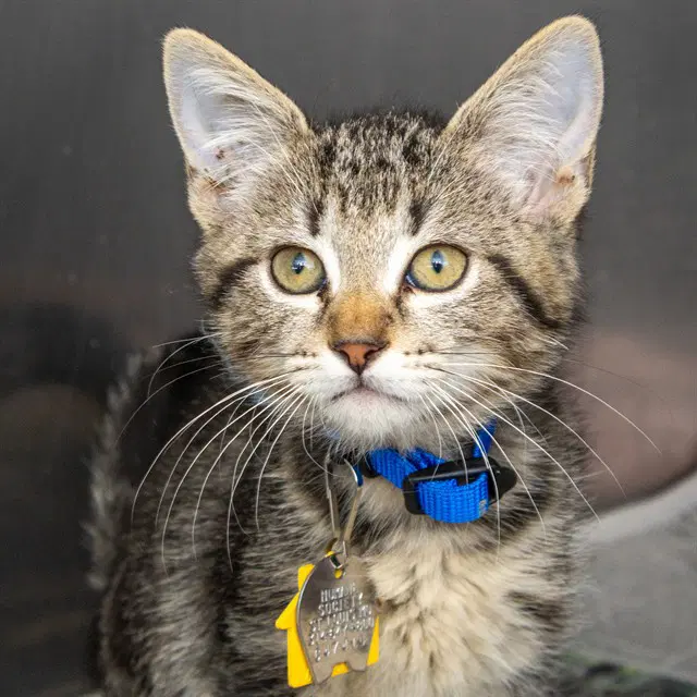 Mittens - Domestic Short Hair