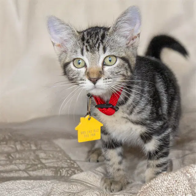 Gloves - Domestic Short Hair