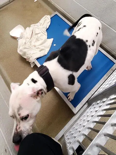 Glenda - Pit Bull Terrier