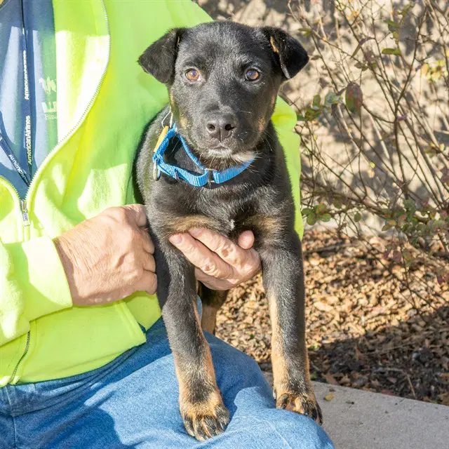 Barrel - Doberman Pinscher
