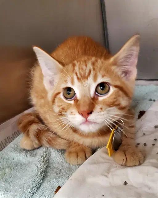 Quan - Domestic Short Hair