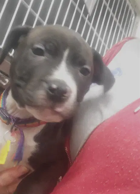 Jack - Pit Bull Terrier