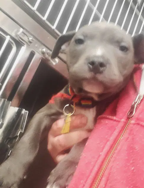 Jill - Pit Bull Terrier