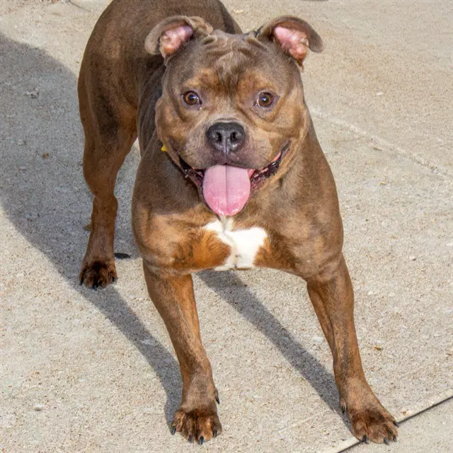 Sokka - Pit Bull Terrier