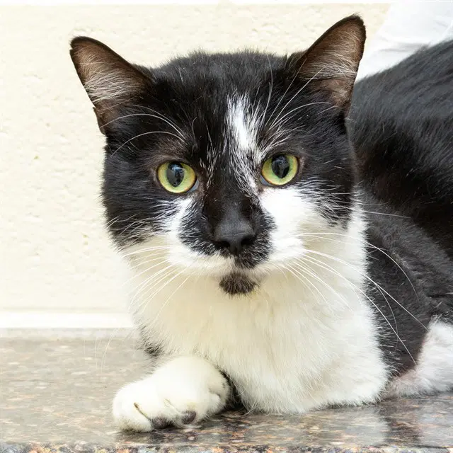Chief - Domestic Short Hair