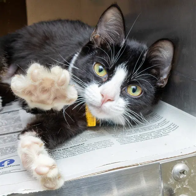 Aryll - Domestic Short Hair