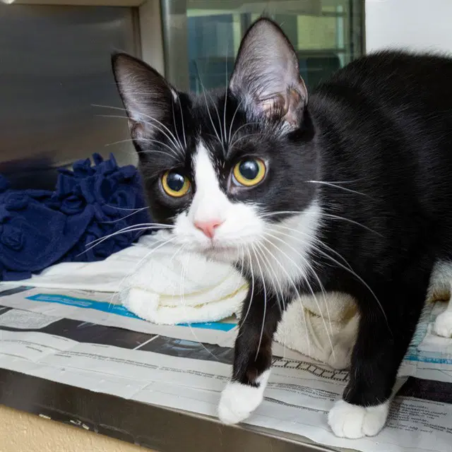 Aryll - Domestic Short Hair