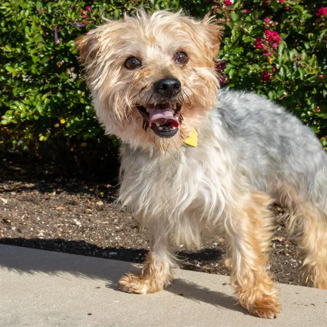 Terminator - Yorkshire Terrier Yorkie