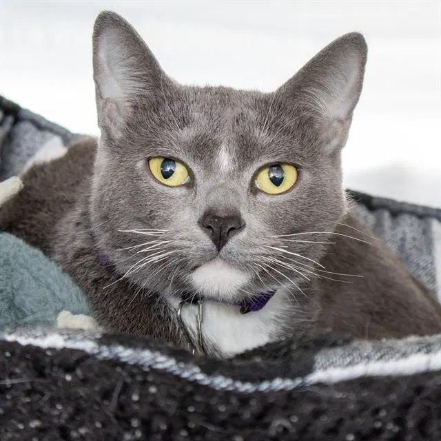 Momo - Domestic Short Hair
