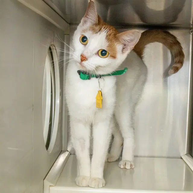 Aisha - Domestic Short Hair
