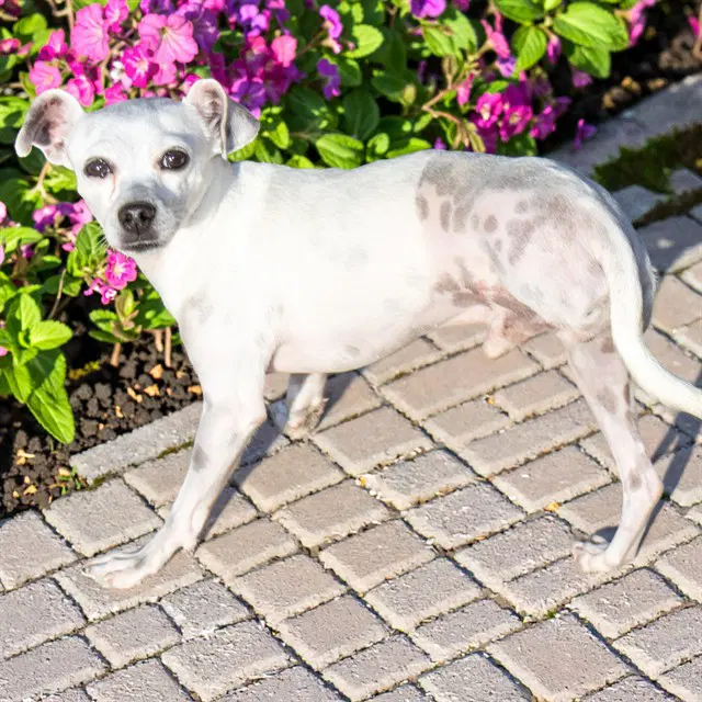Squeaky - Chihuahua