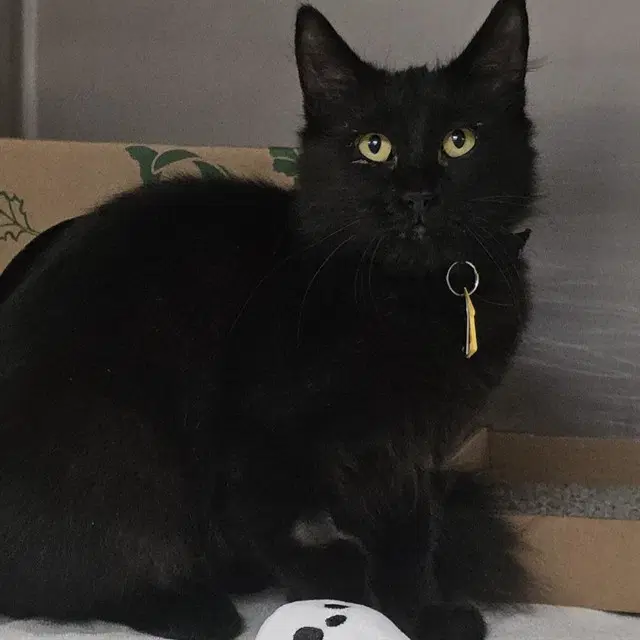 Colombia - Domestic Medium Hair
