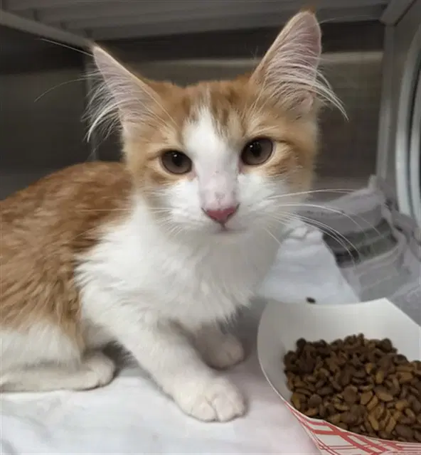 Georgia - Domestic Medium Hair