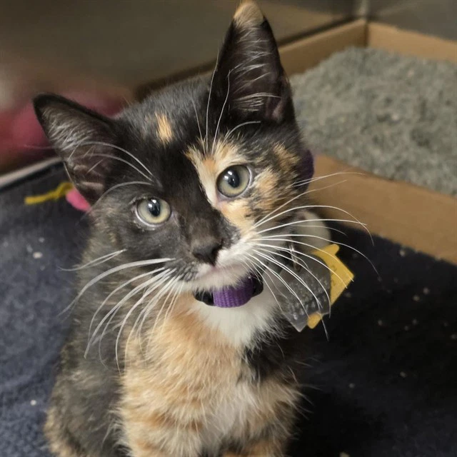 Bonnie