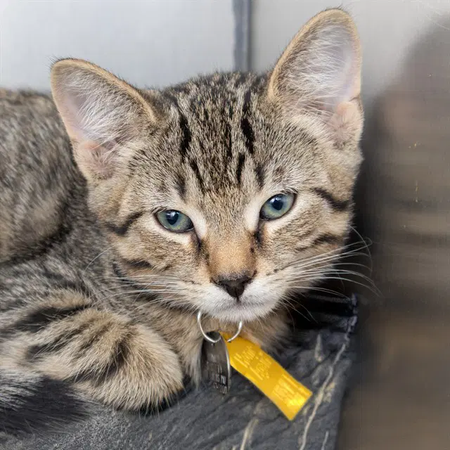 Donnie - Domestic Short Hair