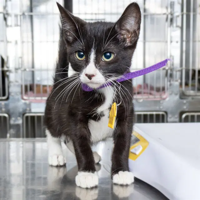 Carlos - Domestic Short Hair