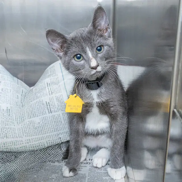 Mani - Domestic Short Hair