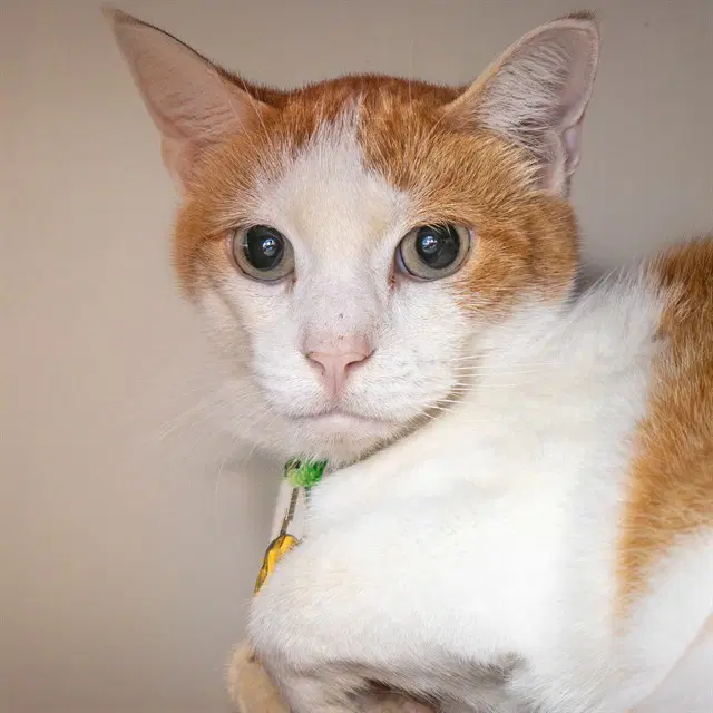 Fig - Domestic Short Hair