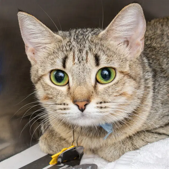 Peach - Domestic Short Hair