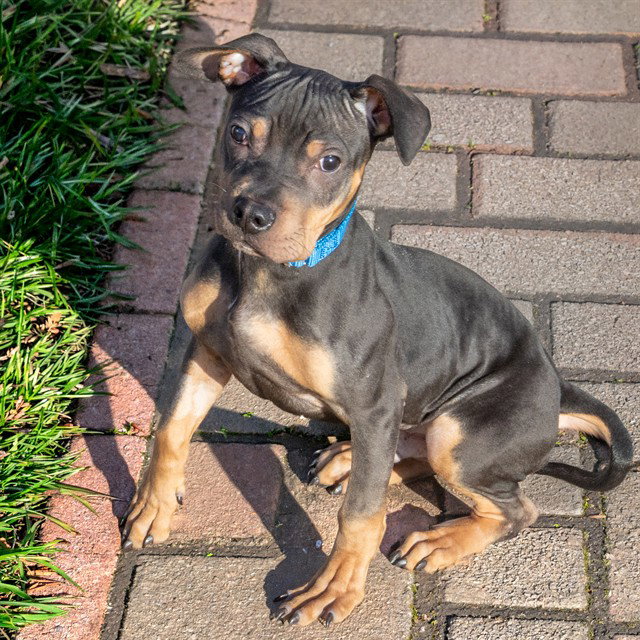 BRUNO