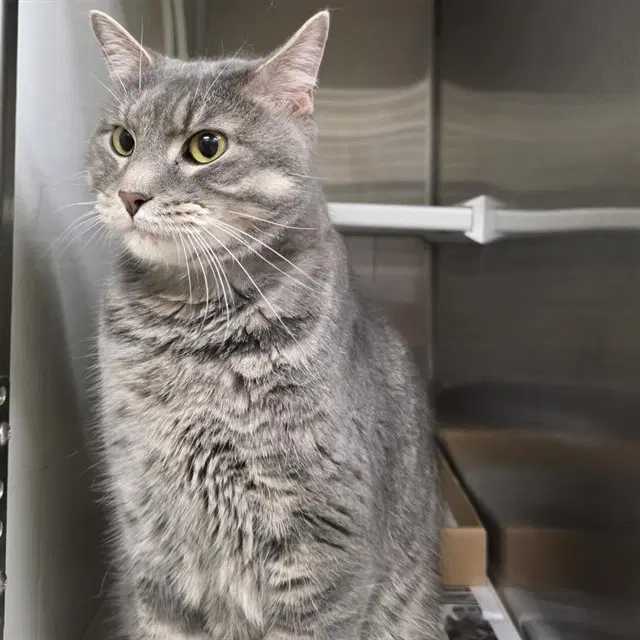 Bells - Domestic Short Hair