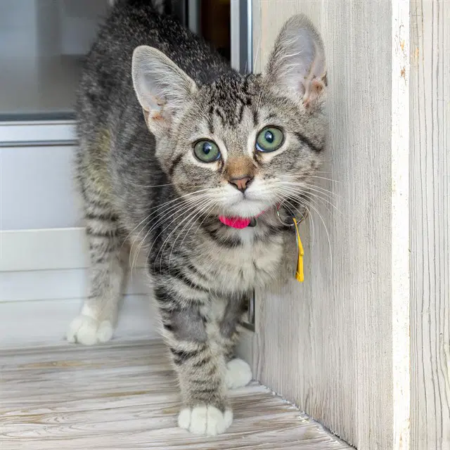 Mittens - Domestic Short Hair