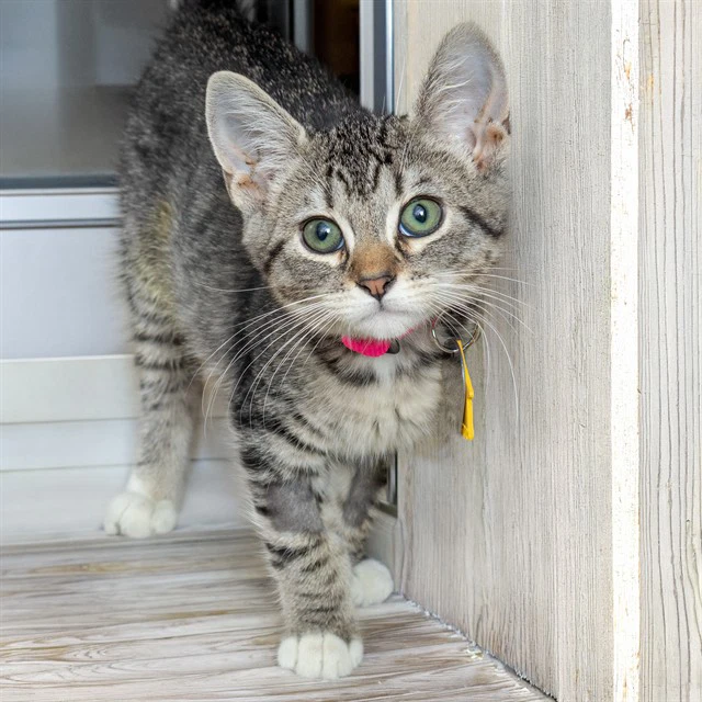 Mittens