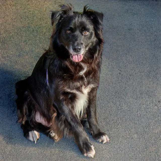 Killian - Labrador Retriever