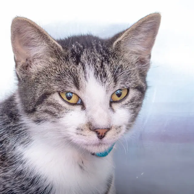 Bela Lugosi - Domestic Short Hair