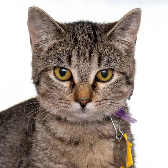 Mavis - Domestic Short Hair